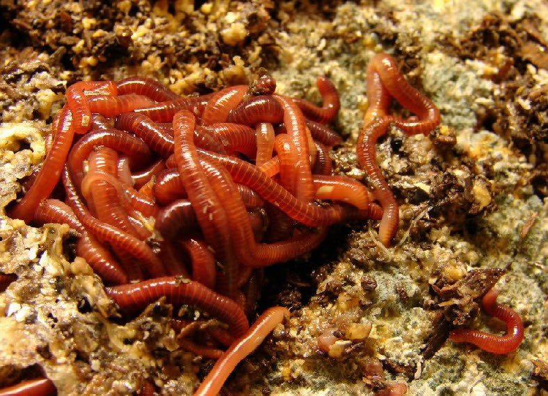 compost-worms